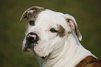 American Bulldog Portrait