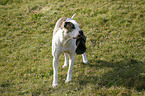 standing American Bulldog