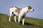 standing American Bulldog