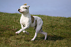 running American Bulldog