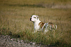 running American Bulldog