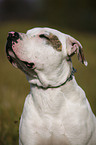 American Bulldog Portrait