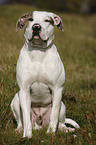 sitting American Bulldog