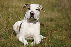 lying American Bulldog