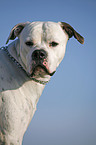 American Bulldog Portrait