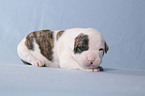 American Bulldog Baby