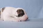 American Bulldog Baby