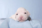 American Bulldog Baby