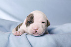 American Bulldog Baby