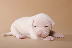 American Bulldog Baby