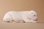 American Bulldog Baby