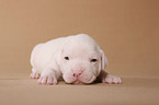 American Bulldog Baby