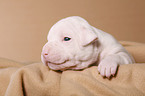 American Bulldog Baby