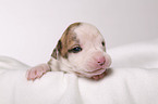 American Bulldog Baby