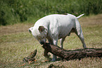 male American Bulldog