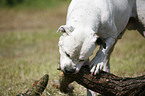 male American Bulldog