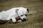 male American Bulldog