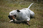 male American Bulldog