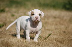 American Bulldog Puppy