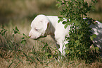 American Bulldog Puppy