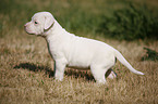 American Bulldog Puppy