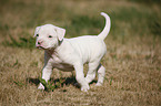 American Bulldog Puppy