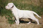 American Bulldog Puppy