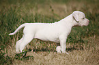 American Bulldog Puppy