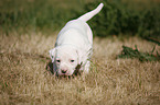 American Bulldog Puppy