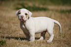 American Bulldog Puppy