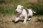 American Bulldog Puppy