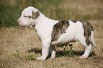 American Bulldog Puppy