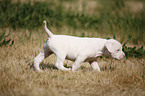 American Bulldog Puppy