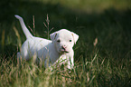 American Bulldog Puppy