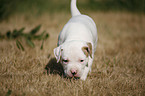 American Bulldog Puppy