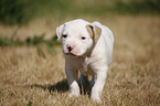 American Bulldog Puppy