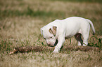 American Bulldog Puppy