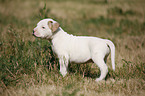 American Bulldog Puppy