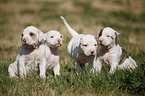 American Bulldog Puppy