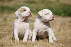 American Bulldog Puppy