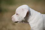 American Bulldog Puppy