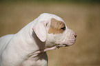 American Bulldog Puppy