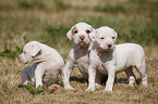 American Bulldog Puppy