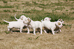 American Bulldog Puppy