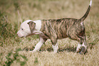 American Bulldog Puppy