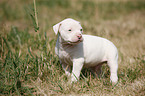 American Bulldog Puppy