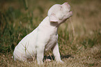 American Bulldog Puppy