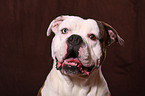 American Bulldog Portrait