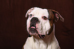 American Bulldog Portrait