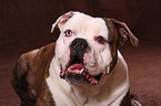 American Bulldog Portrait